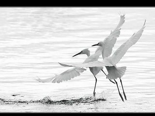 enstrumantal fon müzikleri 29