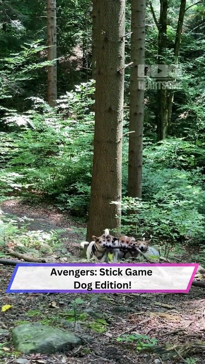 Five Dogs, One Stick — Teamwork Has Never Been This Cute! 🐶💪