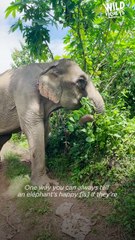 Man Frees Chained Elephant After 50 Years 🐘💔 | Birthday Rescue Tradition 🎉❤️