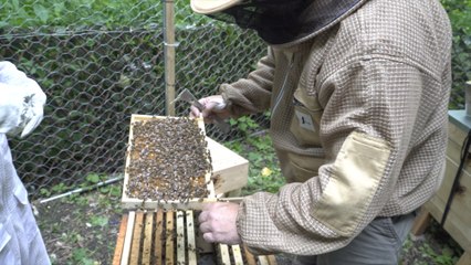 How to protect honey bees this summer!