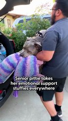 Senior Pittie Takes Giant Stuffies On Every Walk 🧸🐶 — And Has A Cat BFF Too! 😻💕