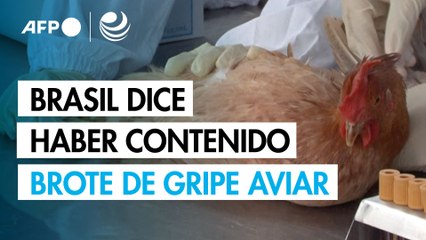 Brasil dice haber contenido el brote de gripe aviar que afectó sus exportaciones