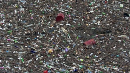 ¡Esperanza en el Océano! Bacterias marinas podrían ser la clave para degradar el plástico