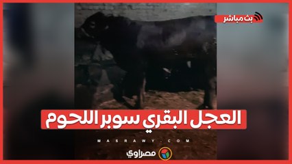 العجل البقري سوبر اللحوم.. القائم بـ185 ولسة الفرصة متاحة قبل عيد الأضحى