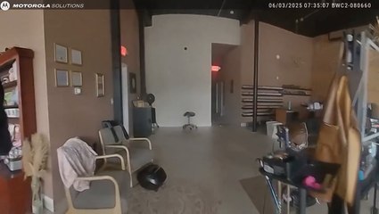 Cops responding to burglary in progress discover deer rampaging round hair salon