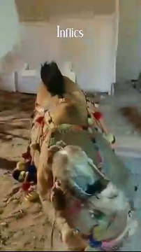 Camel Attack 2025 videos #camel #attack #animal #cow #goat #jungle #bull #eid #eidulazha #bakraeid