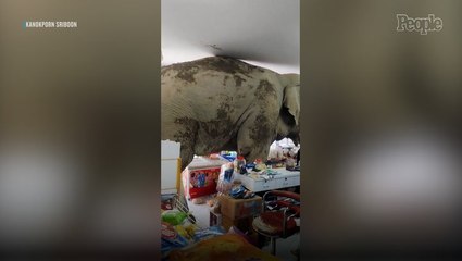 Wild Elephant Stomps into Grocery Store to Cause Chaos and Grabs Snacks, Leaves with Unpaid $25 Bill