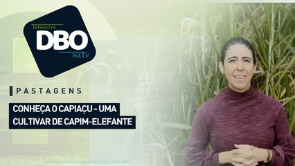 Pastagens: conheça o capiaçu: uma cultivar de capim-elefante