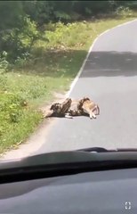 'You are driving and you see this, would you intervene or let the circle of life continue. https---t.co-lr8LO48XTr' - X