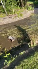French Bulldog Leaps into Muddy Water