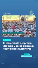 El incremento del precio del maíz y sorgo dejan sin capital a los avicultores