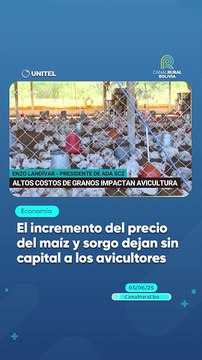 El incremento del precio del maíz y sorgo dejan sin capital a los avicultores