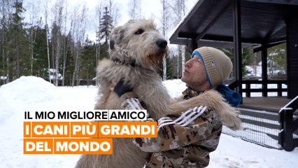 Il mio migliore amico: I cani più grandi del mondo