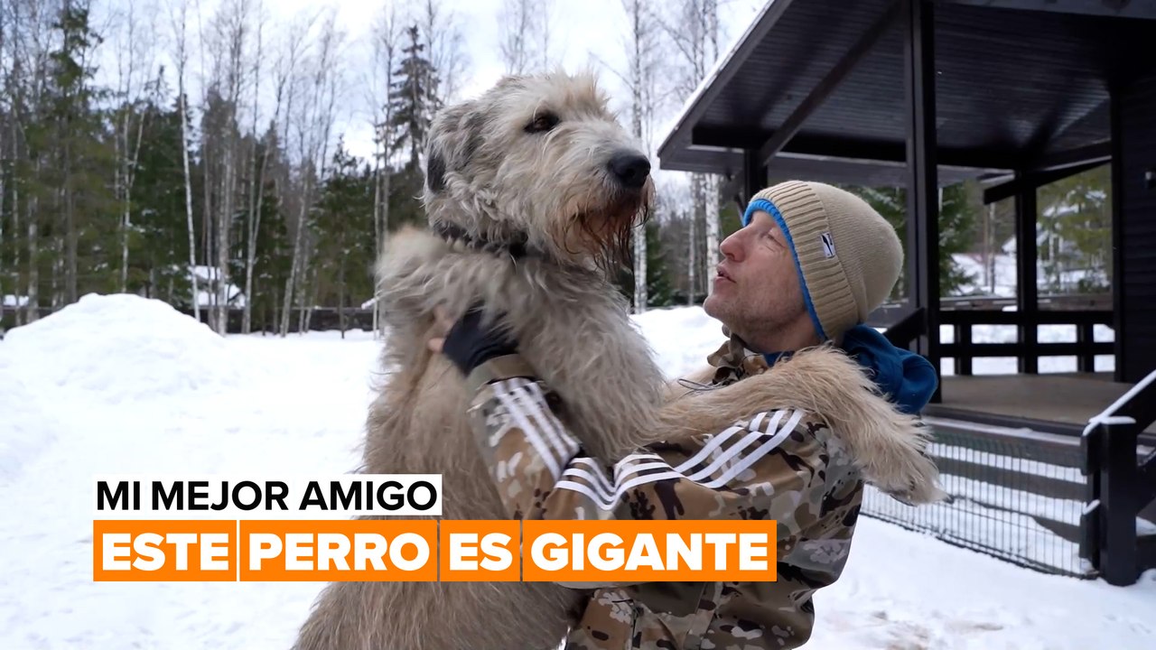Mi mejor amigo: los perros más grandes del mundo