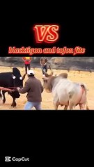 #cow #animals fight #cowboys
