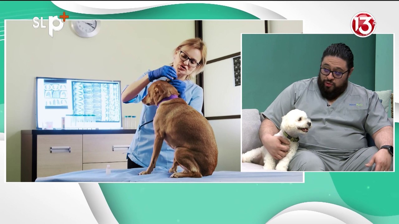 ENTREVISTA 04 JUNIO ALERGIAS EN LA PIEL EN MASCOTAS_VETERINARIO