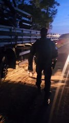 Umuarama: Policiais apreendem 1 tonelada de maconha escondida em pilares para estufa - 1