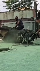 БЫК 🙄 ОГРОМНЫЙ ГИГАНТ #узбекистан #shorts #shorts  #казахстан