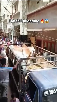 Tabbahi Bail Unloading before Eid ul Adha #cow #qurbani #eid #eiduladha #funny #bull #eidmubarak