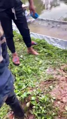 Fishing - Grass carp