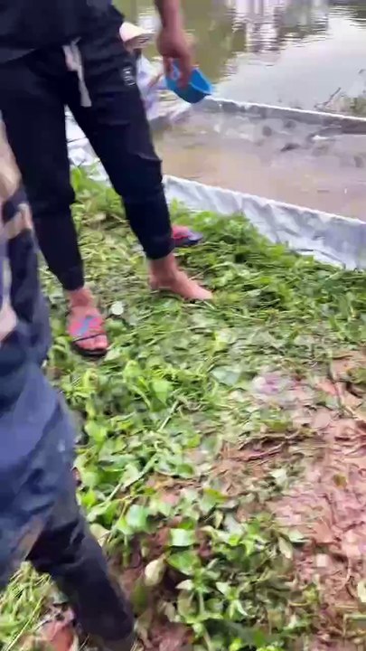 Fishing - Grass carp