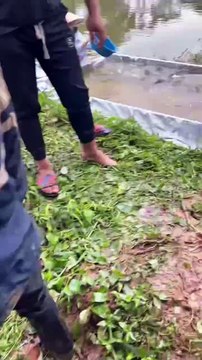 Fishing - Grass carp