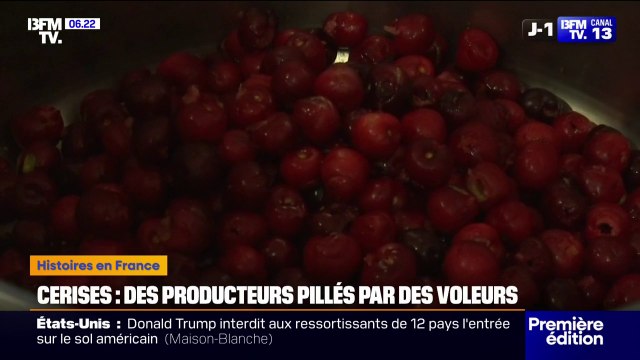 Des producteurs de cerises victimes de pillages massifs