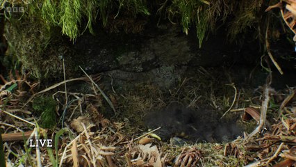 Springwatch 2025 episode 7