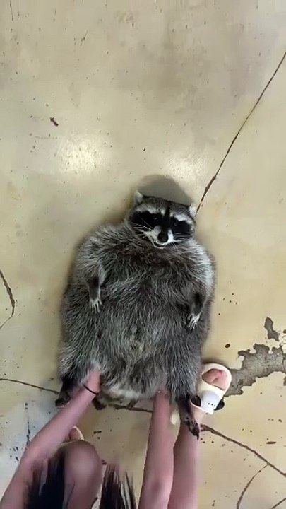 raccoon