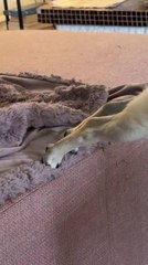 Dog Balances on Bed and Table to Reach Food and Eat