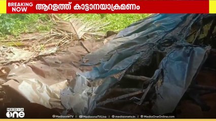 കണ്ണൂർ ആറളത്ത് വീണ്ടും കാട്ടാനയാക്രമണം; ഭയന്നോടുന്നതിനിടെ വീണ് ഗർഭിണി ഉൾപ്പടെ 2 പേർക്ക് പരിക്ക്