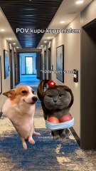 ada yg ngerti🗿 #fypシ゚viral #fypyoutube #kucinglucu #catlover #memekucinglucu