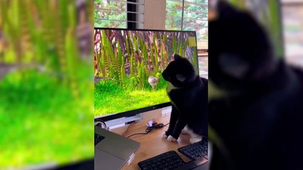 Animals Reacting on TV 2023 [Funny Pets]
