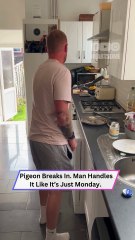 Pigeon Crashes Kitchen Like It Owns the Place—Man Stunned!