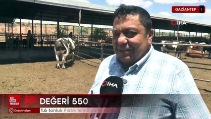 Gaziantep’te 1.6 tonluk Fıstık isimli dana kurbanlık olarak alıcısını bekliyor