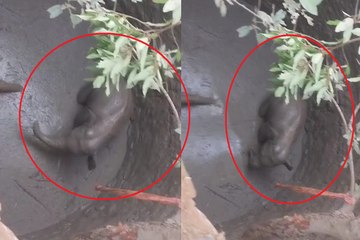 रायगढ़ में फिर एक हाथी हादसे का शिकार हो गया