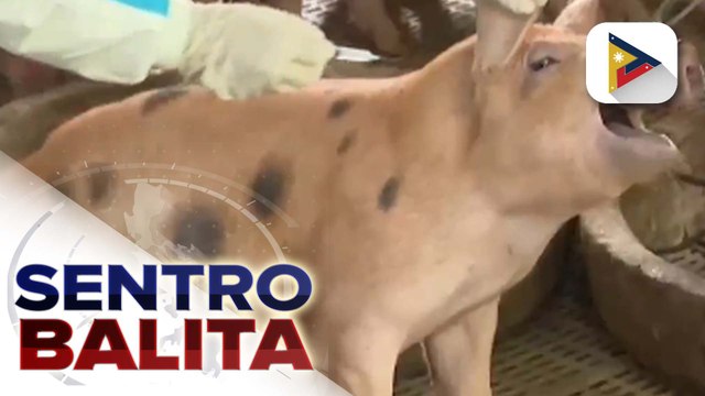 Bakunahan vs. ASF, malaking tulong para maging handa ang hog sector ngayong tag-ulan ayon sa D.A.; 9 na unregistered pig farms sa Central Luzon, inisyuhan ng show cause order ng D.A.