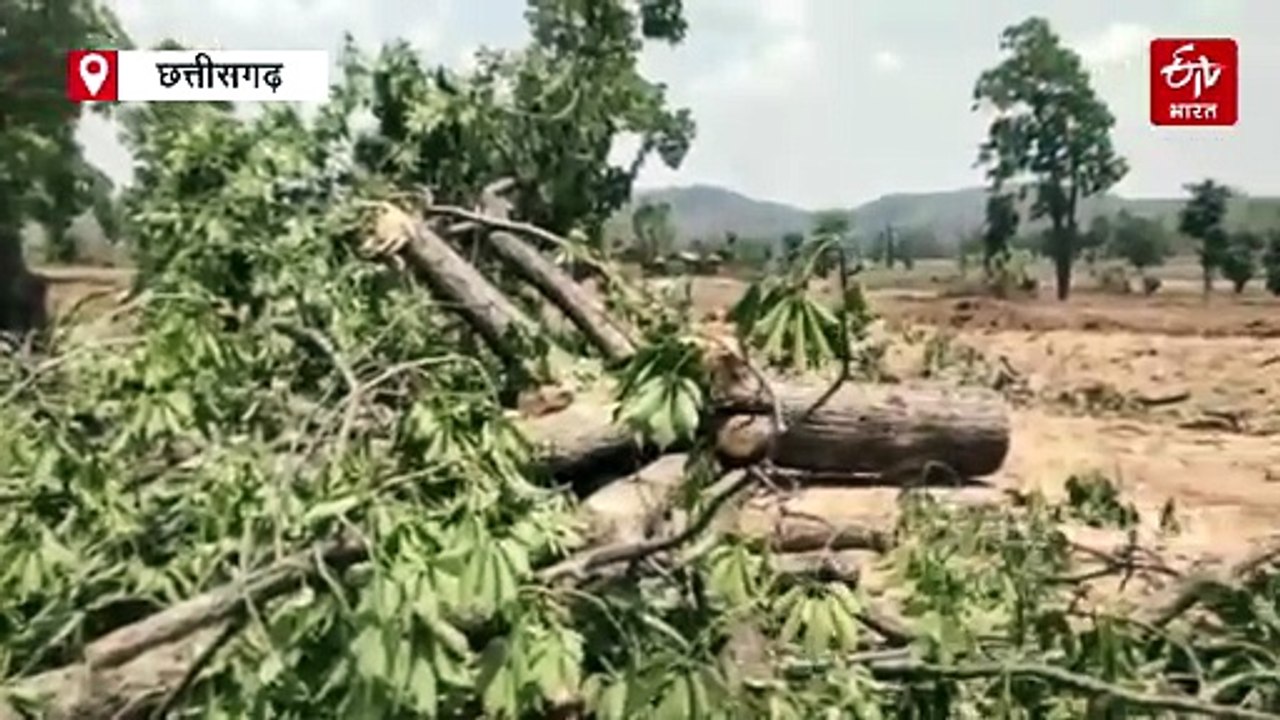 माफिया कर रहे पेड़ों की अवैध कटाई, पूर्व विधायक का बड़ा आरोप