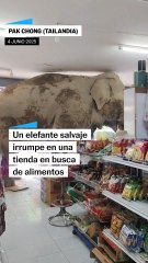 Un elefante salvaje entra en una tienda de alinentación en Tailandia
