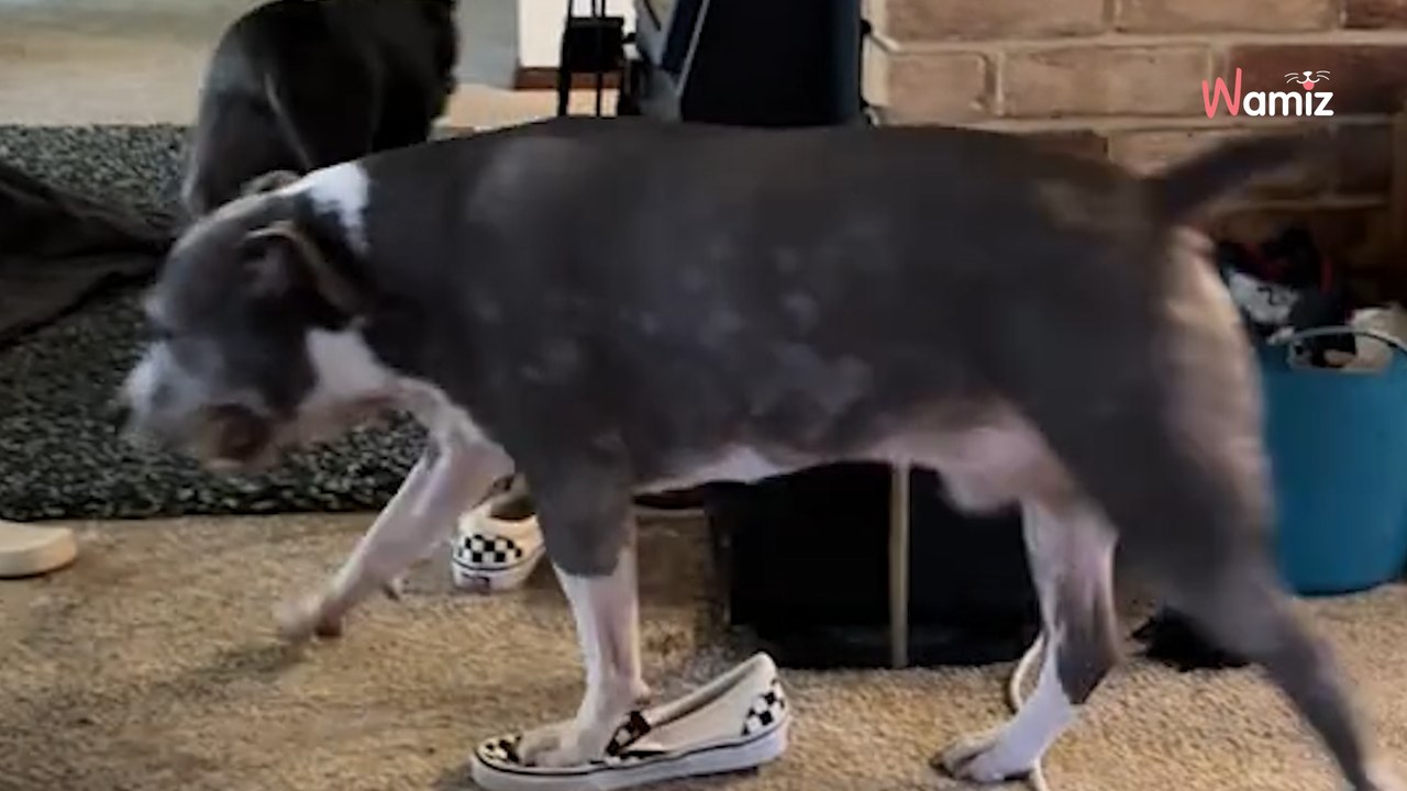 Senior dog chase has thousands in stitches, after their adorable game goes viral
