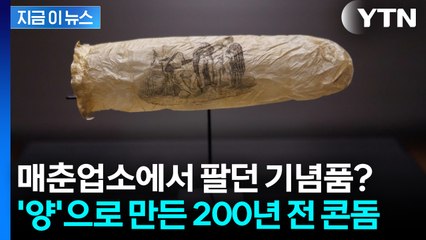 [지금이뉴스] 200년 전 콘돔은 이렇게 생겼다...양의 맹장 부위로 제작 / YTN