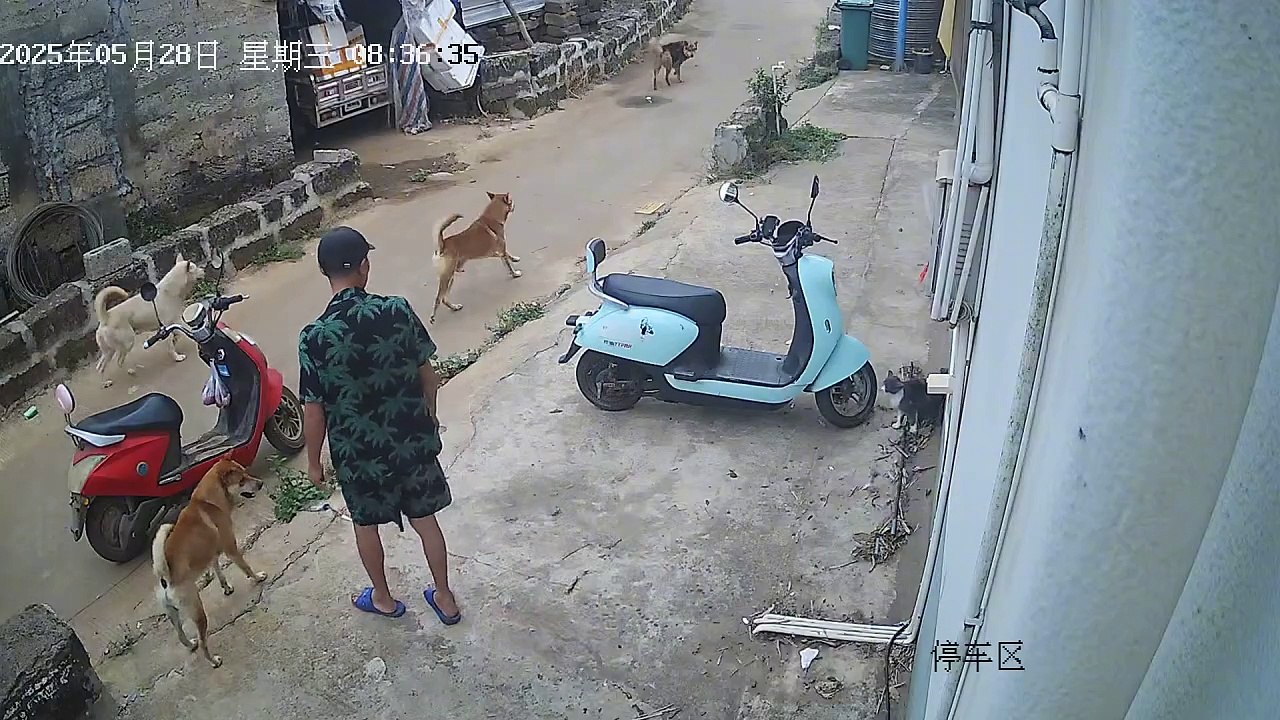 🤣🤣🤣Funny Videos - Funniest Kittens - Cats And
