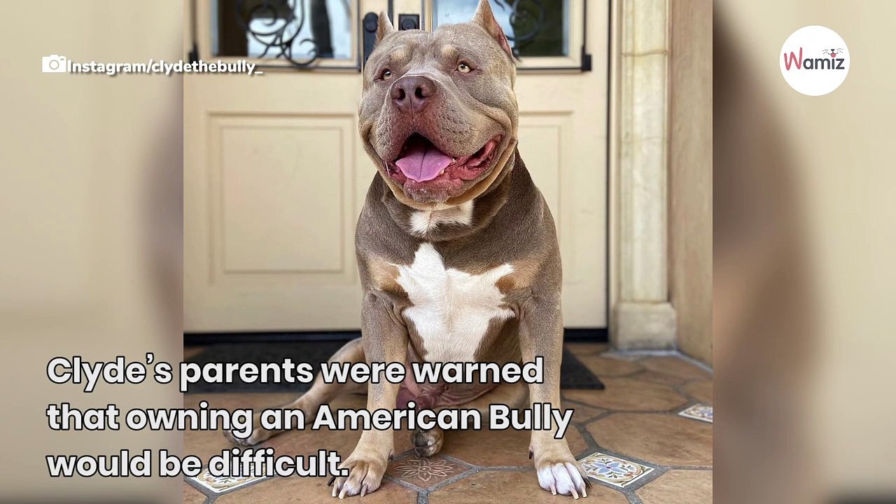 Watch: Owner just can't say no when hilarious Pitbull demands his treats