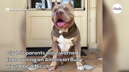 Watch: Owner just can't say no when hilarious Pitbull demands his treats