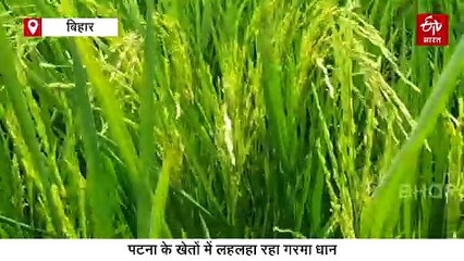 बिहार में गरमा धान ने खोली किसानों की किस्मत, मात्र 90 दिनों में फसल होगी तैयार