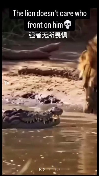 🤣🤣🤣Funny Videos - Funniest Kittens - Cats And
