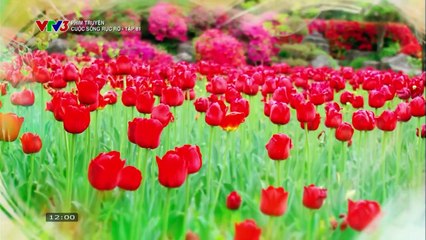 CUỘC SỐNG RỰC RỠ - TẬP 81 - VTV3 THUYẾT MINH - PHIM HÀN QUỐC - CUOC SONG RUC RO