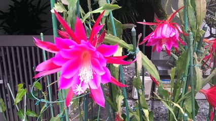 クジャクサボテン