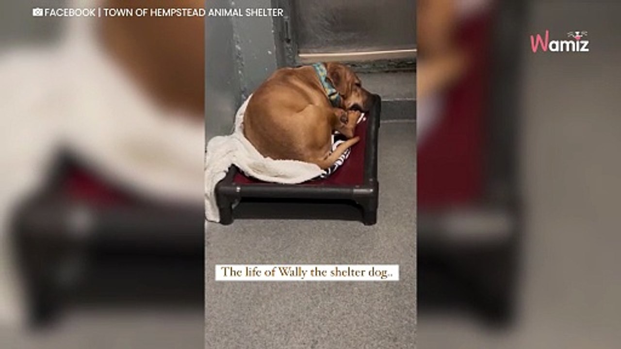 „Es ist herzzerreißend“: Tierheimhund lässt ungewöhnlichen Gegenstand nicht los