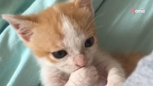 Rettung eines kleinen Kätzchens im strömenden Regen: Zuhause erwärmt der Kleine Herzen (Video)
